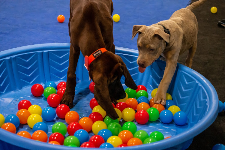 TailWaggersK9Sport Inc | 573 Lubitz Rd, Pembroke, ON K8A 6W6, Canada | Phone: (613) 401-5707