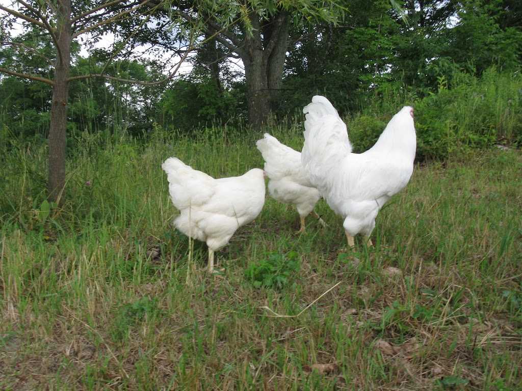 Méchoui Gatineau | 796 Chem. Fogarty, Val-des-Monts, QC J8N 7S9, Canada | Phone: (844) 632-4684