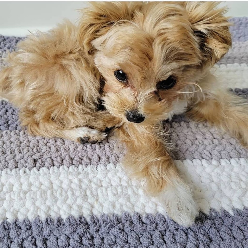 Luckys Blankets and More | Scarborough, Toronto, ON M1V 1A7, Canada | Phone: (647) 964-6565