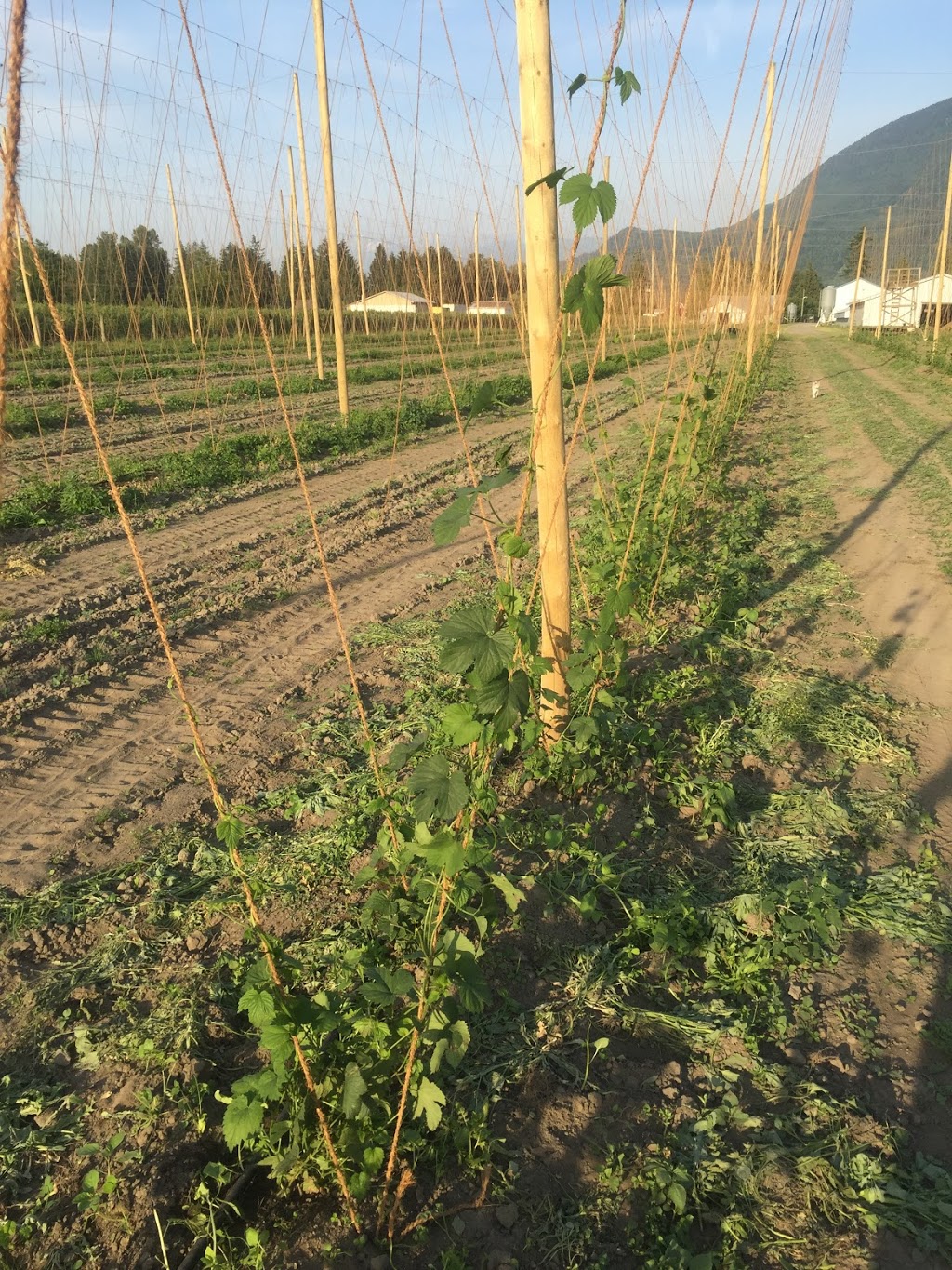 Bredenhof Hop Farms | 4109 Boundary Rd, Abbotsford, BC V3G 2N3, Canada | Phone: (604) 302-4954