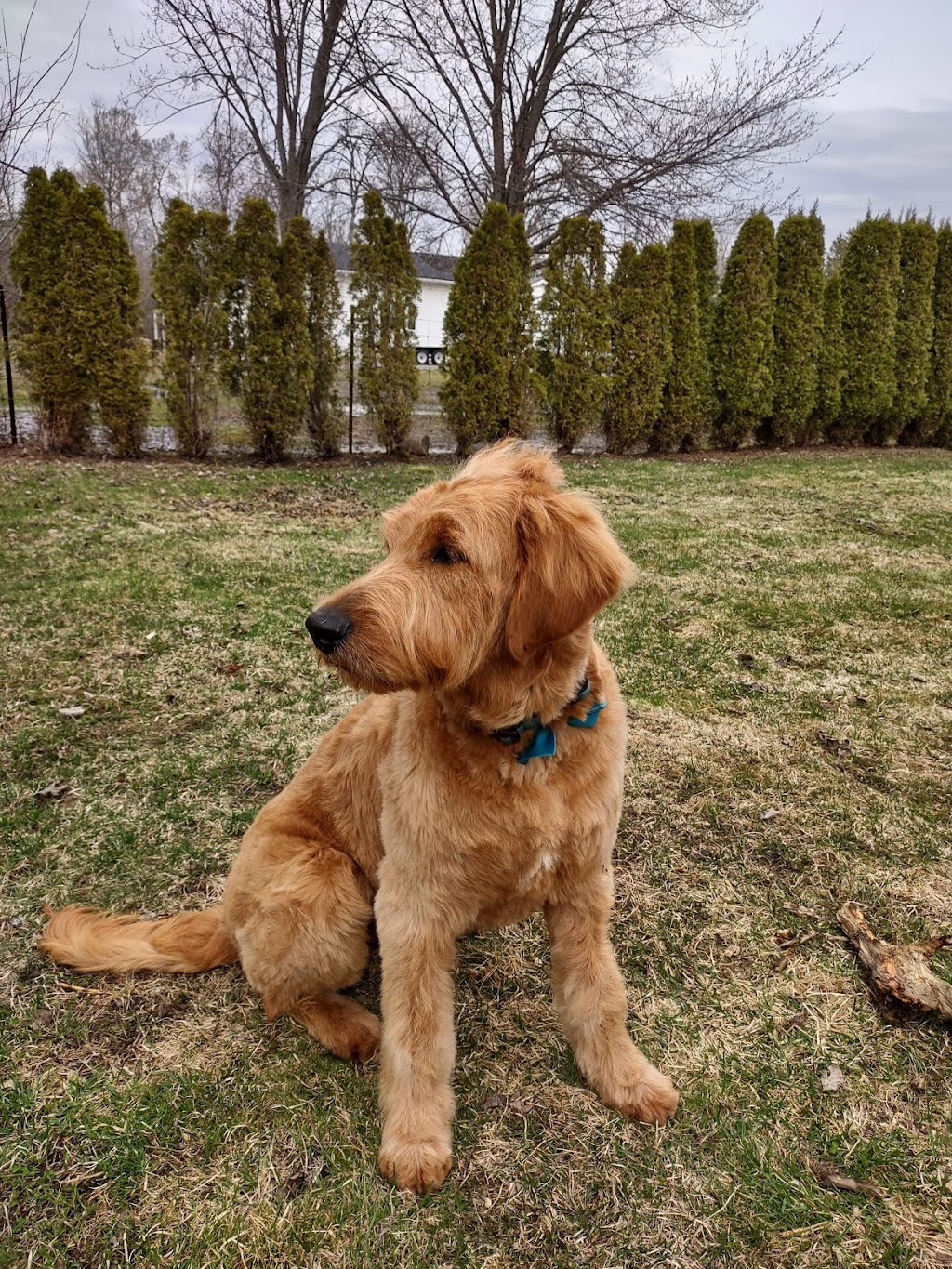 Bark N Bath Grooming | 728 Anderson St, Whitby, ON L1N 3V6, Canada | Phone: (905) 665-5550