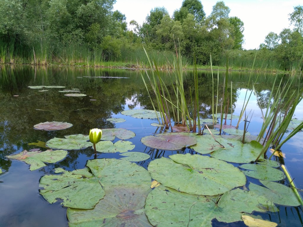 Laurel Creek Nature Centre | 525 Beaver Creek Rd, Waterloo, ON N2V 2L3, Canada | Phone: (519) 885-1368