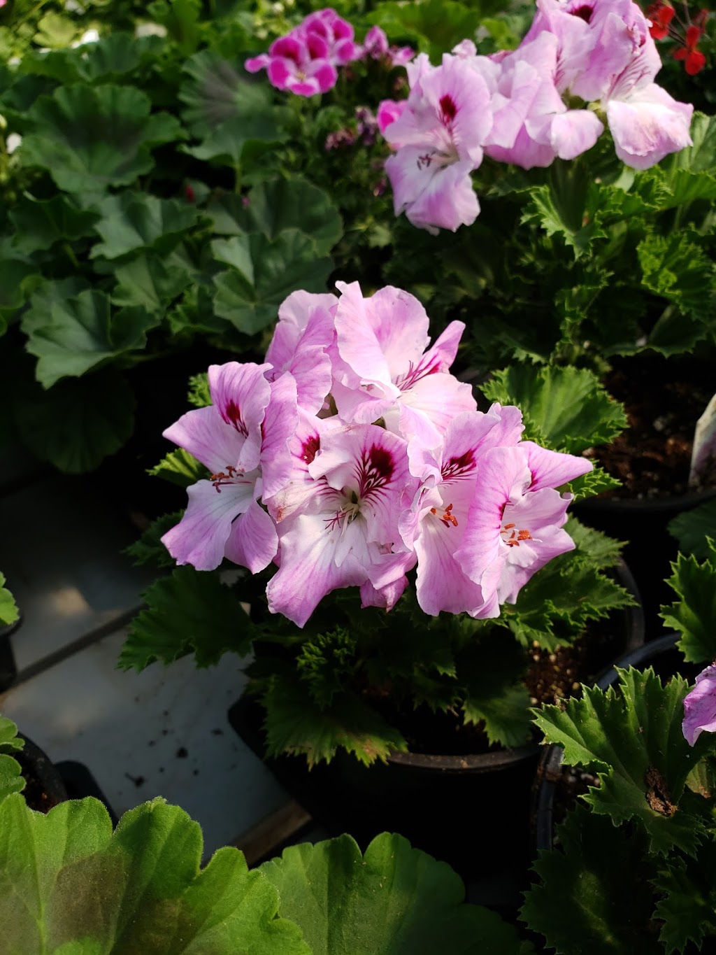 De Herdt Gardens ltd | Box 4778, 5706 49 St, Barrhead, AB T7N 1A6, Canada | Phone: (780) 674-2844