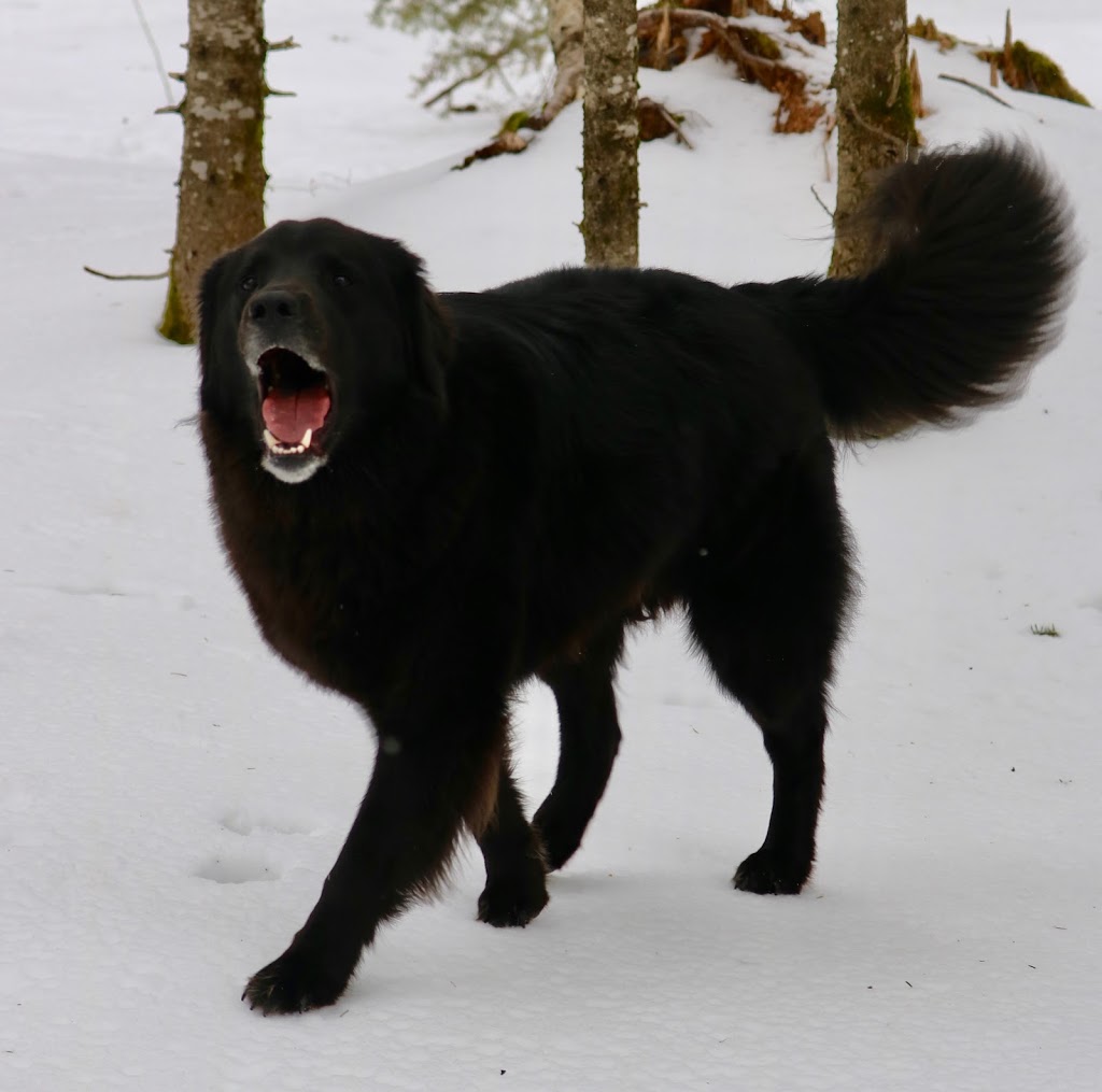 Happy Tails Pet Resort & Camp | 1393 Brunel Rd, Huntsville, ON P1H 2J3, Canada | Phone: (705) 789-9181