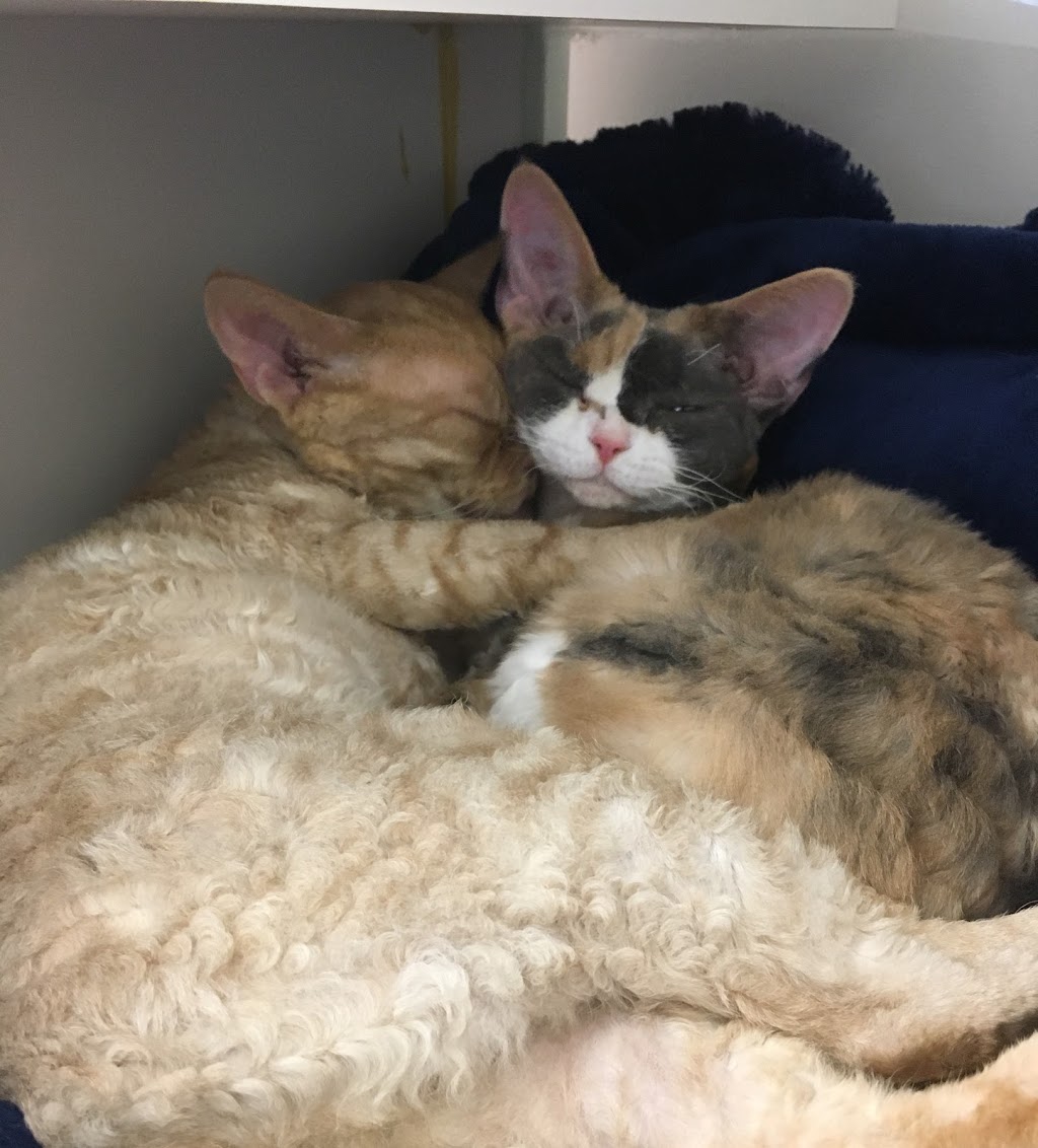 Guelph Cat Clinic | 15 Surrey St W #4, Guelph, ON N1H 3R3, Canada | Phone: (519) 821-2287