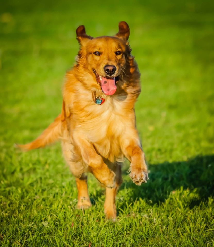Country Canines Play Park - London | Wonderland Road South and, ON-402, London, ON N6P 1G5, Canada | Phone: (613) 878-2309
