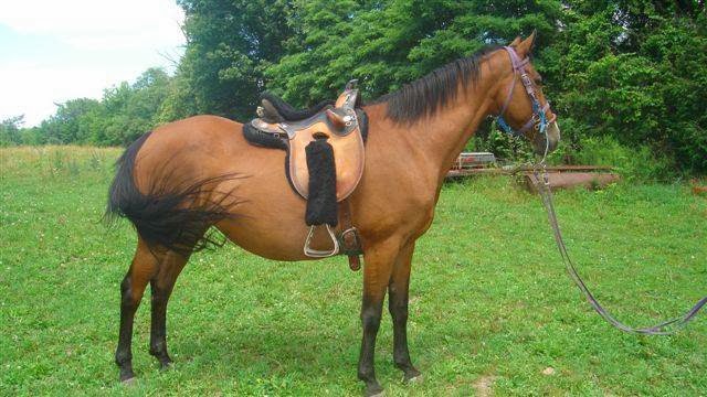 Horsin Around Riding Ranch | 445 Callaghan Rapids Rd, Marmora, ON K0K 2M0, Canada | Phone: (613) 849-2332