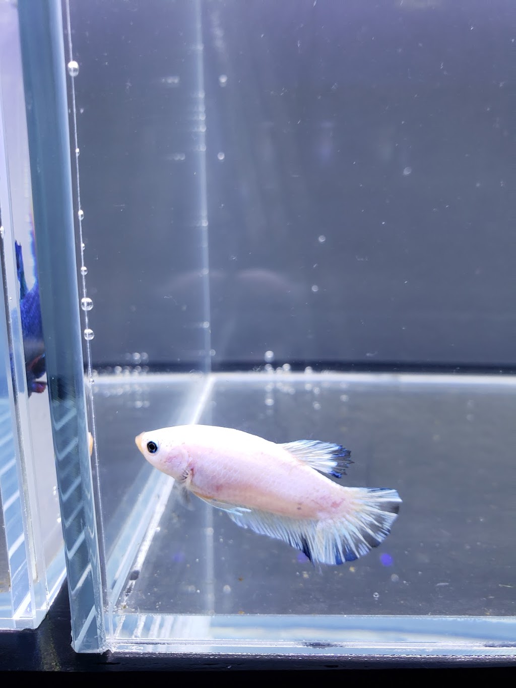 Luminous Aquatic | 553 Foster Ave, Coquitlam, BC V3J 0B5, Canada | Phone: (603) 831-3047