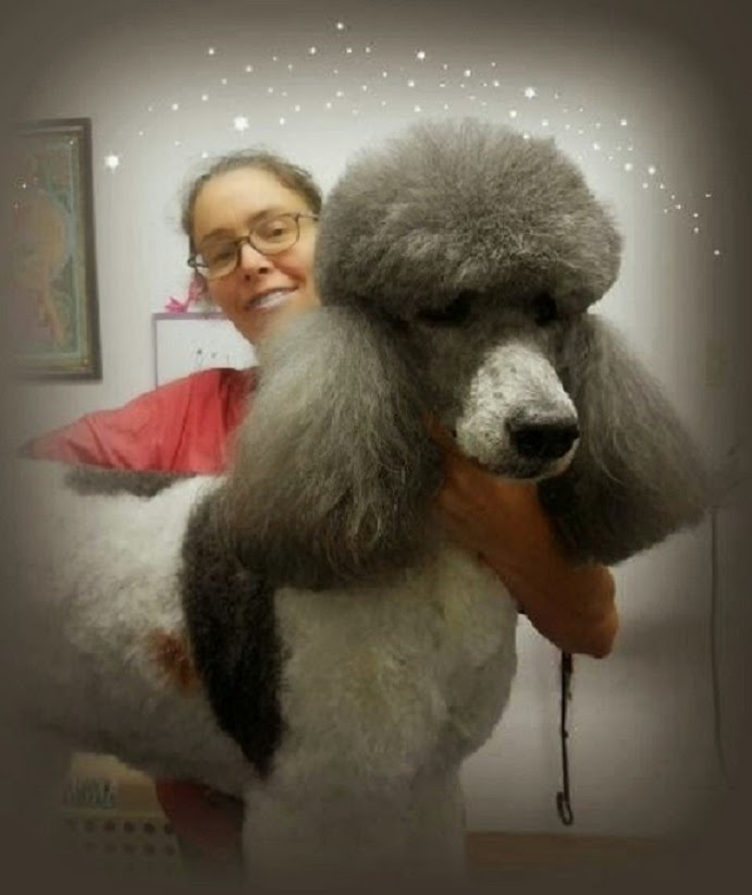 Grooming training school Catheline Nadeau | 1221 Chemin des Patriotes, Richelieu, QC J3L 4W7, Canada | Phone: (450) 684-8889