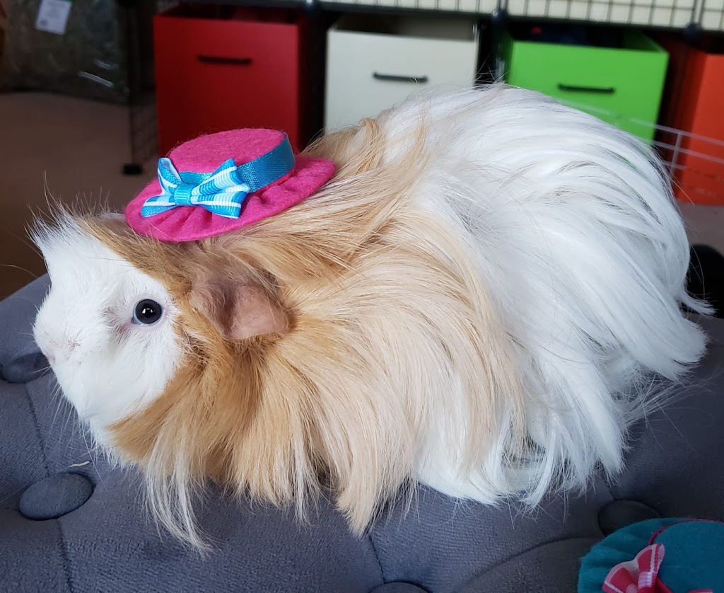 The Guinea Pig Palace | 100 Hawkmere Way, Chestermere, AB T1X 0C7, Canada | Phone: (403) 589-8194