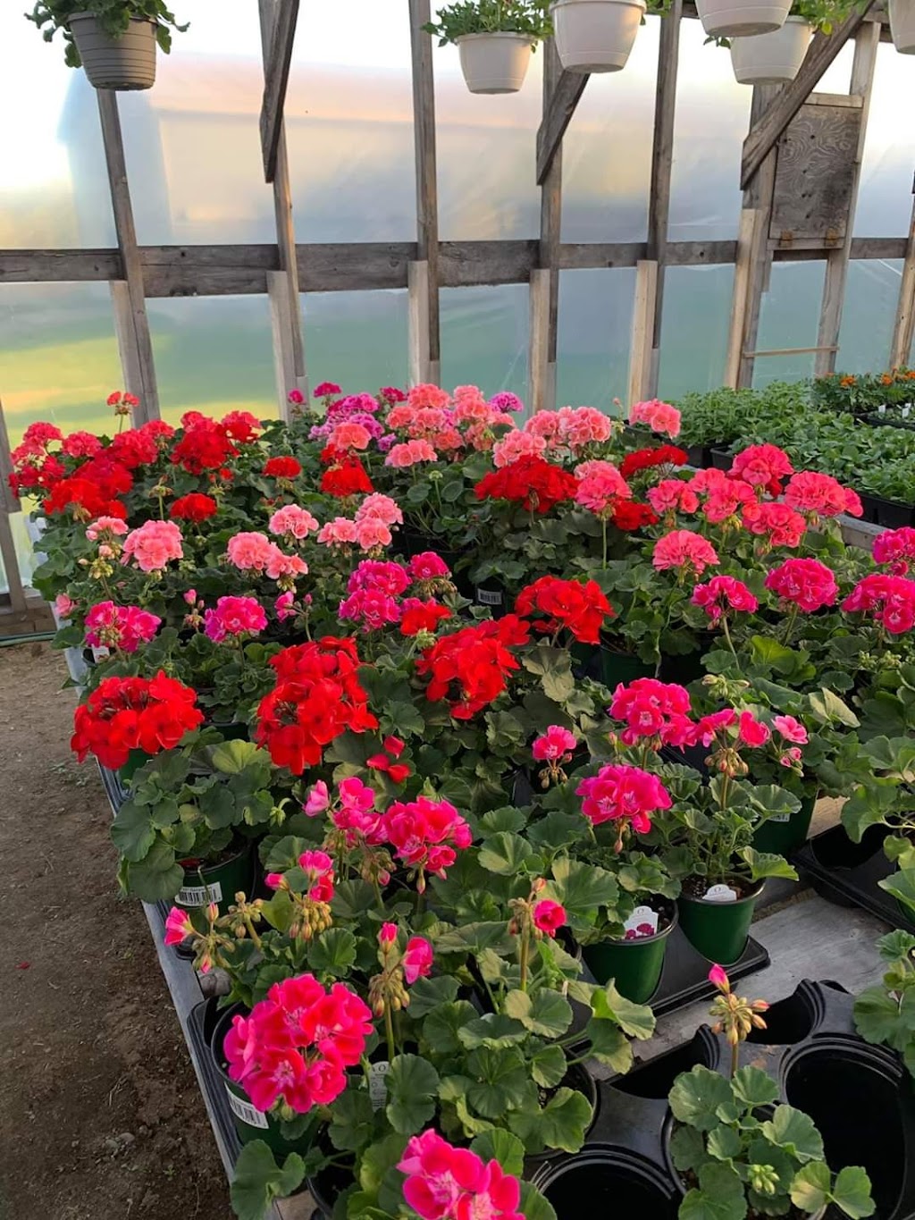 Greenes Garden Patch | 9664 NB-8, Blissfield, NB E9C 1L6, Canada | Phone: (506) 365-0499