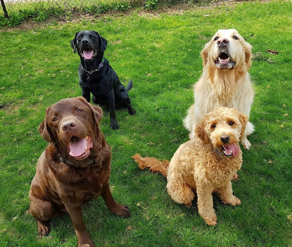DogsUnlimited Dog Training & Behaviour Professionals | 6 Old Brock Rd, Puslinch, ON N0B 2J0, Canada | Phone: (866) 459-8477