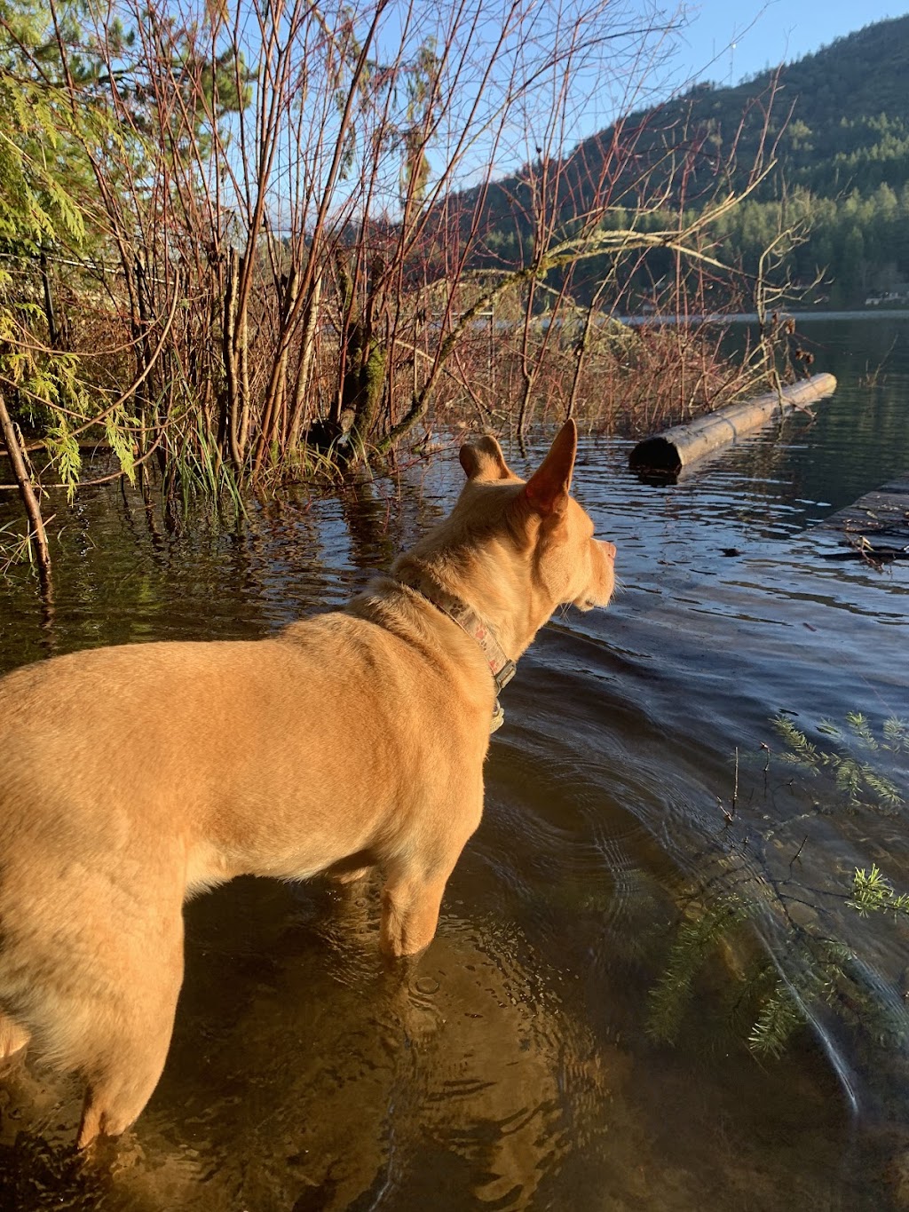 Lucky Dog Adventures and Daycare | 2041 May Ave, Shawnigan Lake, BC V0R 2W3, Canada | Phone: (250) 896-8848
