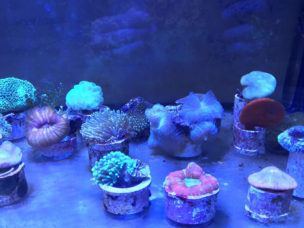 Aquarium Arc-En-Ciel | 1440 Rue Victoria, Greenfield Park, QC J4V 1M1, Canada | Phone: (450) 465-1888