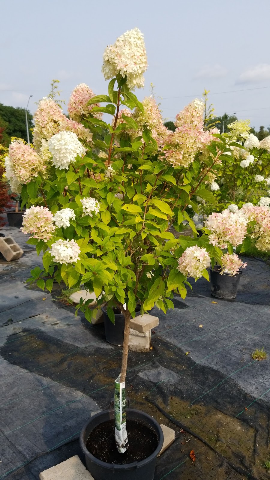 LEES GARDEN | 11530 McCowan Rd, Whitchurch-Stouffville, ON L4A 7X5, Canada | Phone: (647) 295-5850