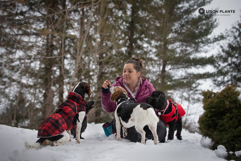 Activités Chiens | 16695 Rue de lEsplanade, Mirabel, QC J7N 0A3, Canada | Phone: (514) 708-5501