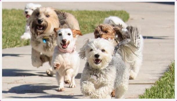 "The Woofer Walkers" GPS Tracked Dog Walking | Francis rd, No 2 Rd, Richmond, BC V7C 1K5, Canada | Phone: (778) 838-9255