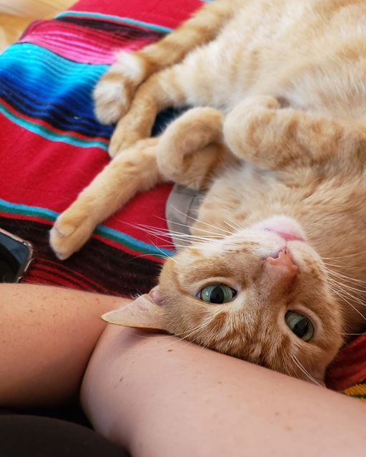 Priority Pet Boarding Service Inc. | 218 Beatrice Dr, Nepean, ON K2J 4P1, Canada | Phone: (514) 575-0544