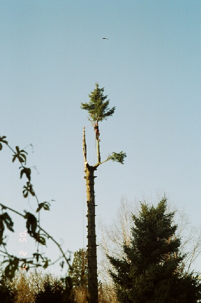 All Acres Tree Service | Box 208, Chemainus, BC V0R 1K0, Canada | Phone: (250) 246-1265