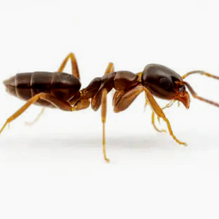 AAA Complete Pest Control | 9858 150 St, Surrey, BC V3R 8H2, Canada | Phone: (778) 970-5786