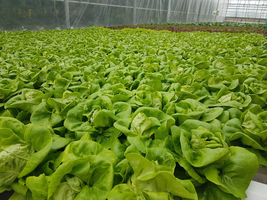 Gull Valley Greenhouses | 40120 Range Rd 283, Alberta T4M 0X7, Canada | Phone: (403) 885-2242