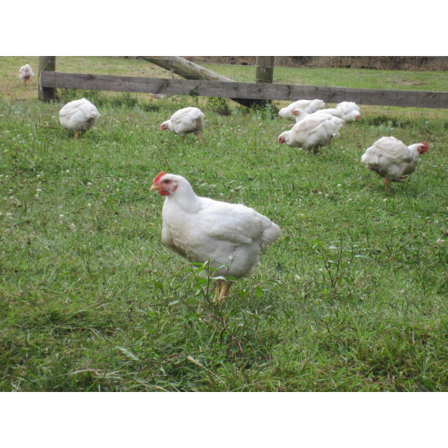 Falkenridge Farm | 1266 Falkenburg Rd, Bracebridge, ON P1L 1X4, Canada | Phone: (705) 645-7905