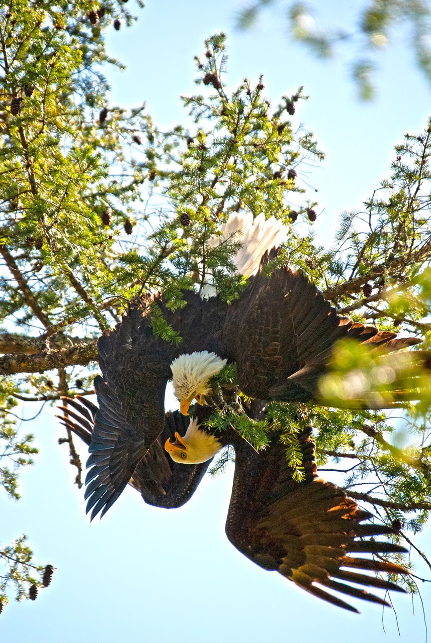 Coastal wildlife rescue and conflict resources services | 7871 Redrooffs Rd, Halfmoon Bay, BC V0N 1Y1, Canada | Phone: (604) 399-8502