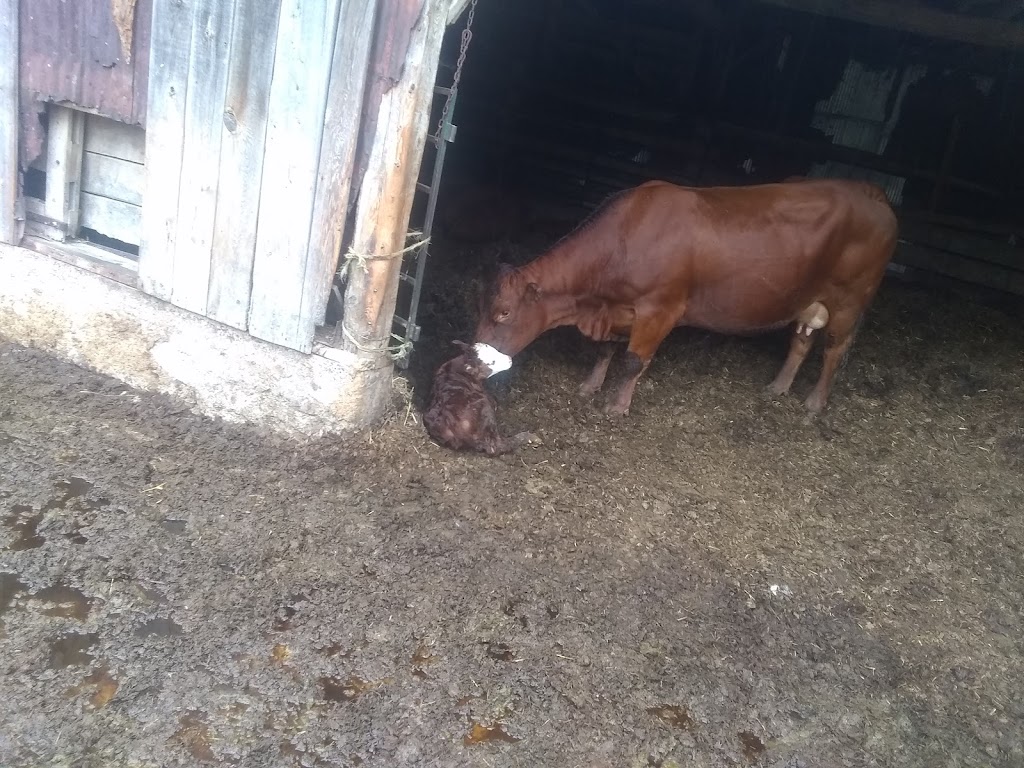 Kevin Farm | 445 Ballyduff Rd, Pontypool, ON L0A 1K0, Canada | Phone: (250) 415-7106