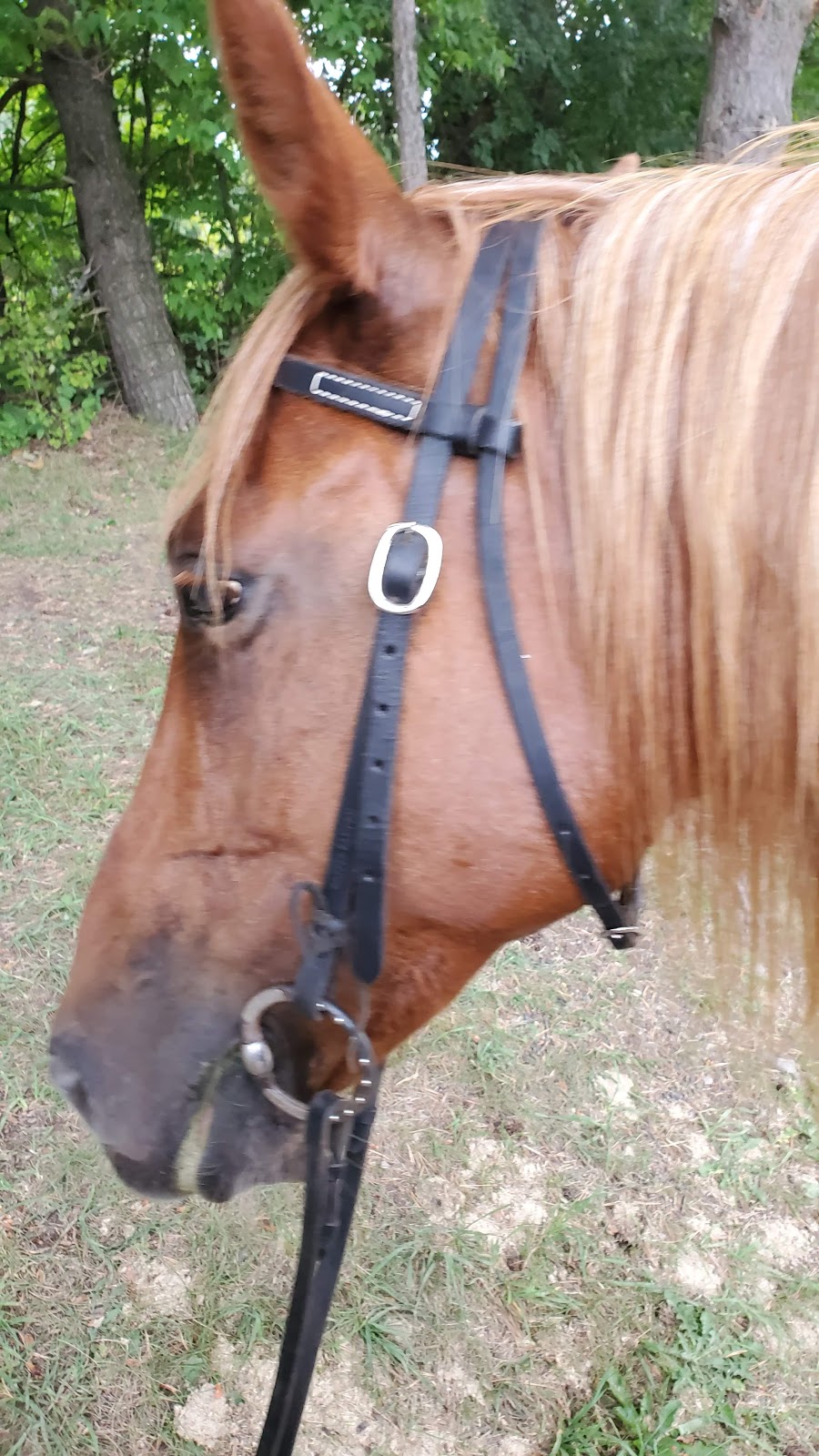 Wildcard Stables | 4941 Vivian Rd, Cedar Valley, ON L0G 1E0, Canada | Phone: (647) 201-2590
