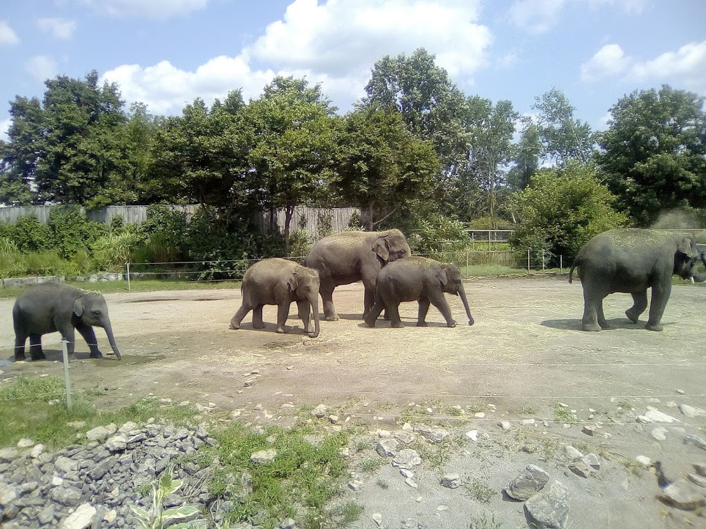 Elephant Round-Up | Flamborough, Hamilton, ON N1R 5S2, Canada