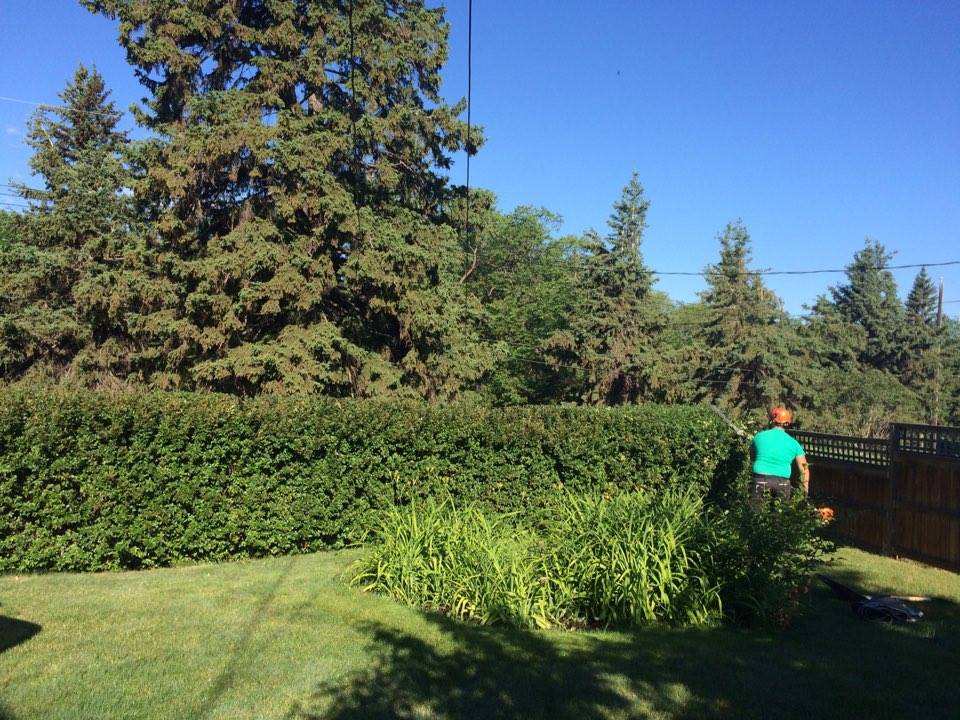 McCharles Tree Service | 3722 57 Ave #22046, Red Deer, AB T4N 6X4, Canada | Phone: (587) 377-5967