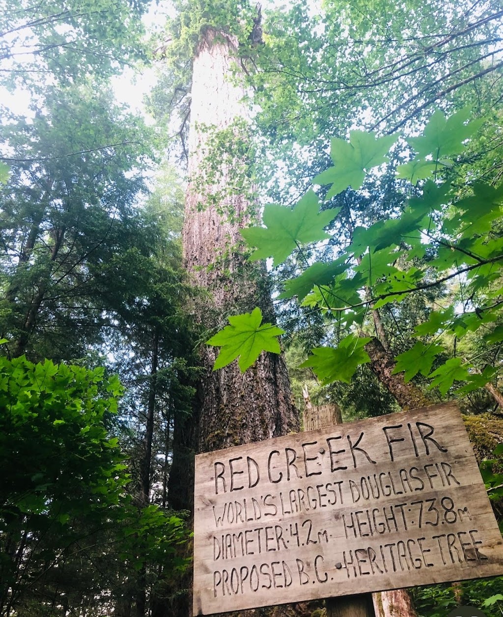 Port Renfrew Visitor Information Centre | 16947 Parkinson Rd B Building, Port Renfrew, BC V0S 1K0, Canada | Phone: (778) 402-2884
