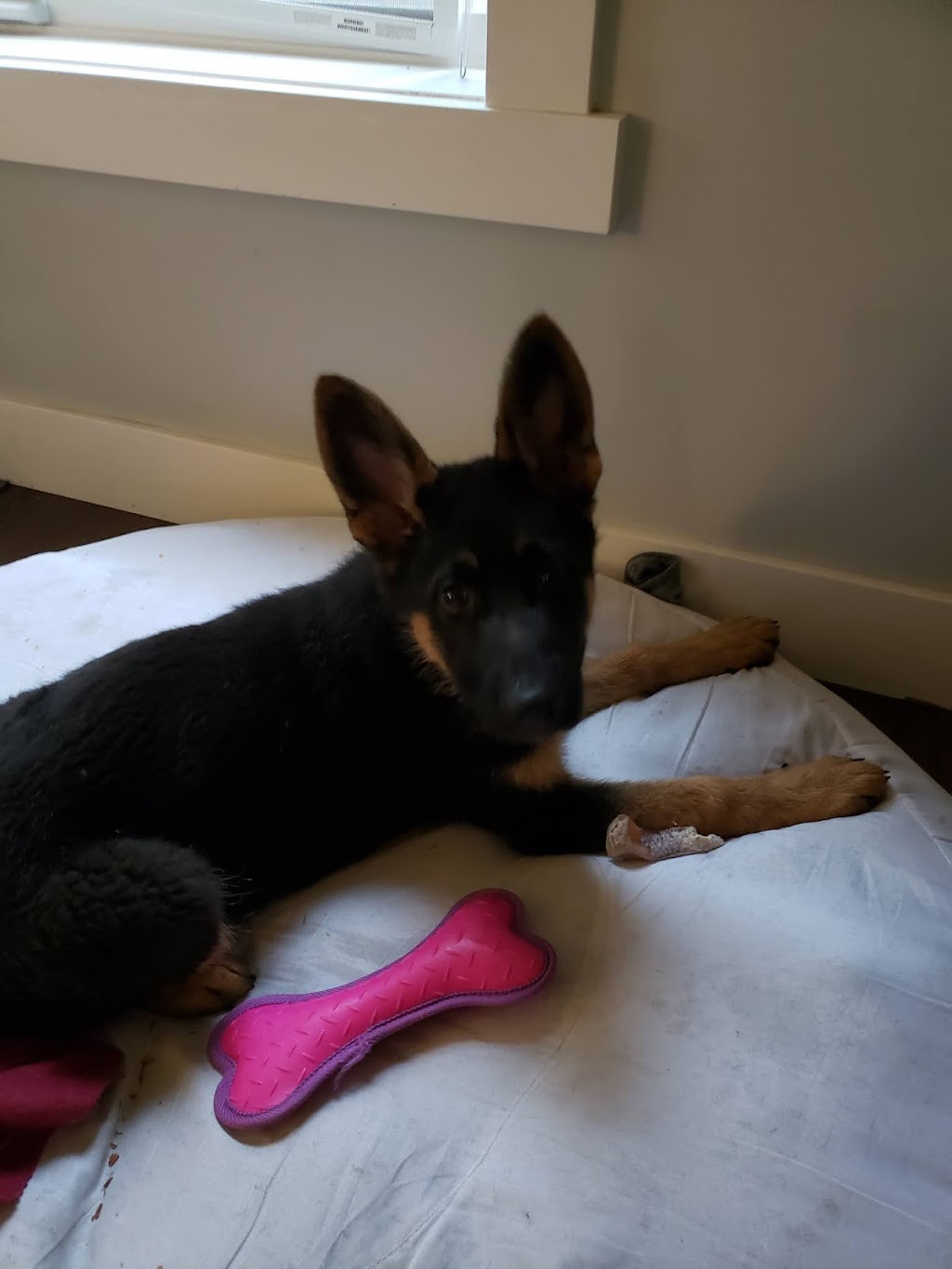 Westside German Shepherds | South east 18 -16-27 W2, Saskatchewan St W, Moose Jaw, SK S6H 4R3, Canada | Phone: (306) 693-2694
