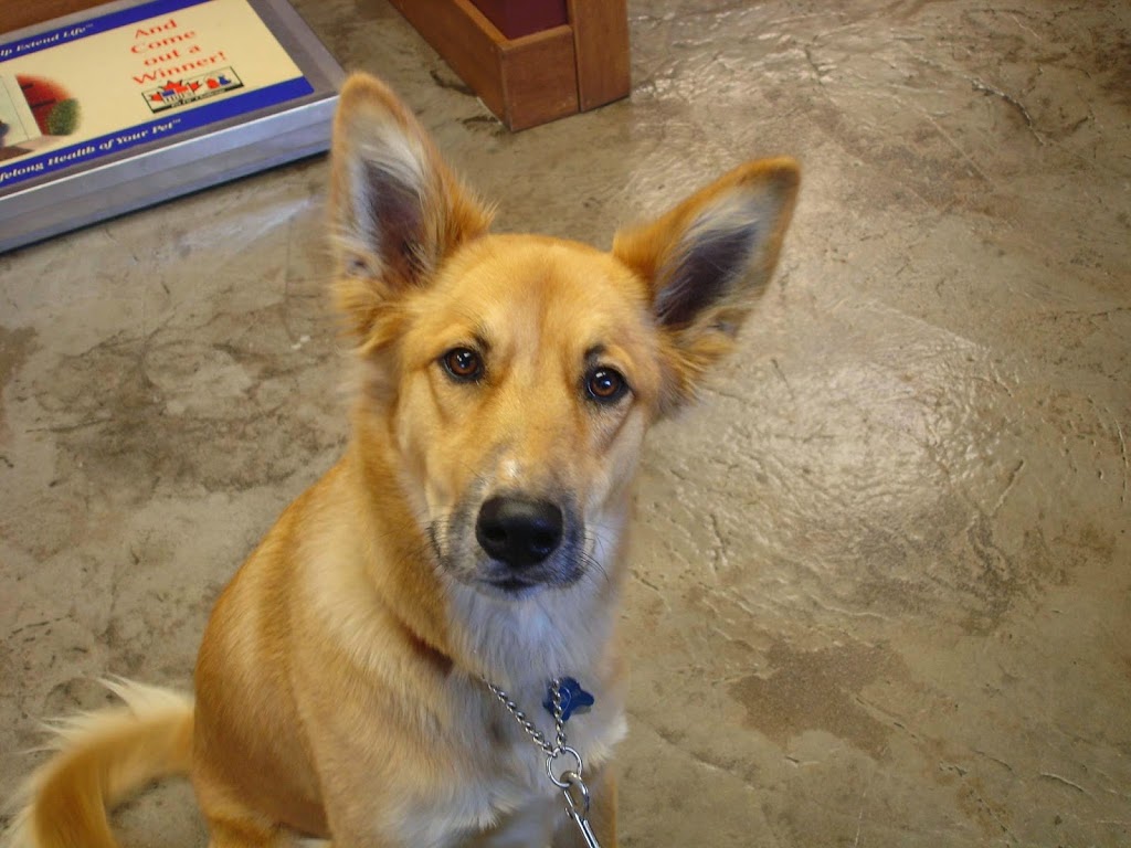 Willow Park Animal Clinic | 9945 Fairmount Dr SE, Calgary, AB T2J 0S2, Canada | Phone: (403) 278-9311
