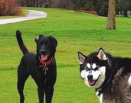 Marpole Dog Walking & Boarding Service | 7210 Hudson St, Vancouver, BC V6P 6J6, Canada | Phone: (604) 809-1761