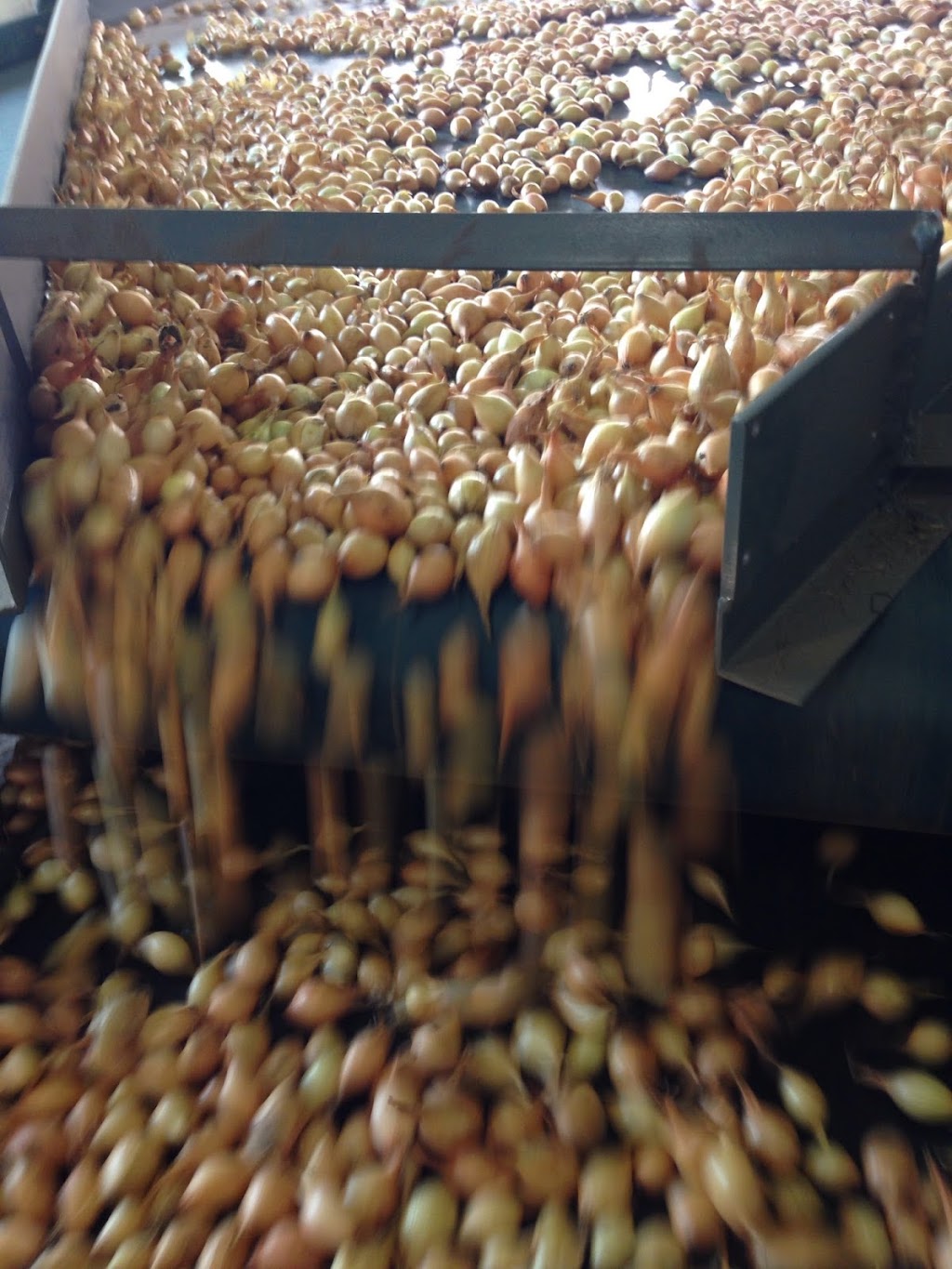 Great Lakes Family Farms | 329 Parkhill Dr, Thedford, ON N0M 2N0, Canada | Phone: (519) 296-4461