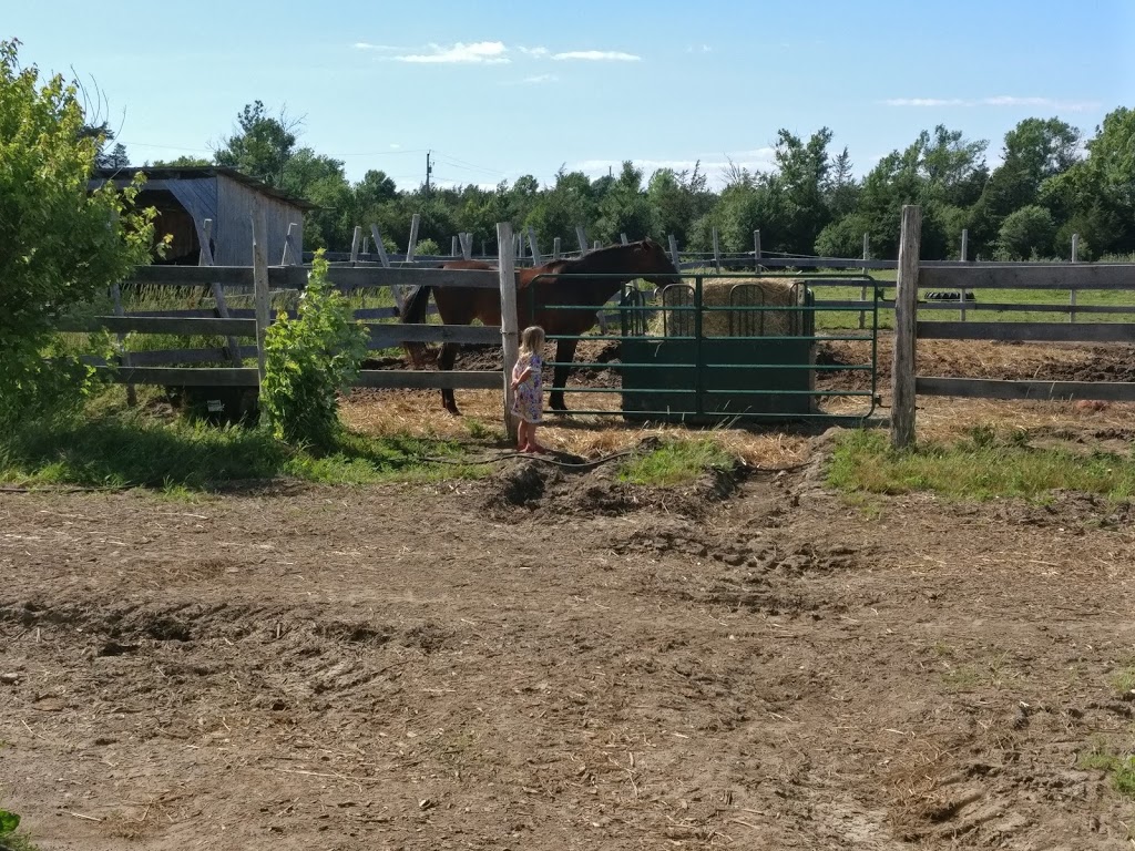 Tanglewood Farm | 31 Zufelt Rd, Consecon, ON K0K 1T0, Canada | Phone: (613) 392-8239
