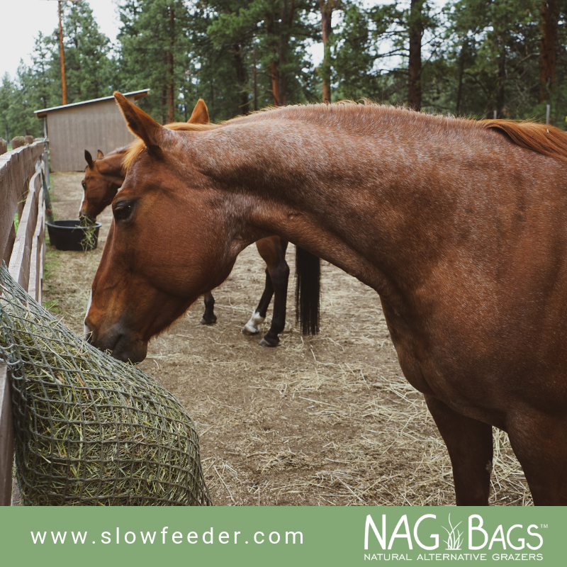 NAG Bags - Slow Hay Feeders | 600 Similkameen Ave, Princeton, BC V0X 1W0, Canada | Phone: (250) 295-5052