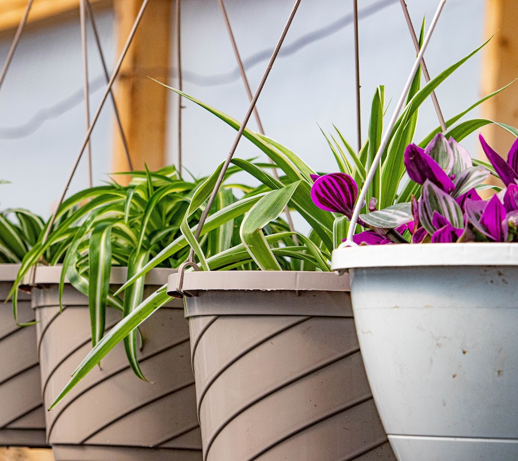 Jack Family Plants | 3053 Portage Rd, Niagara Falls, ON L2J 2J8, Canada | Phone: (289) 547-7699