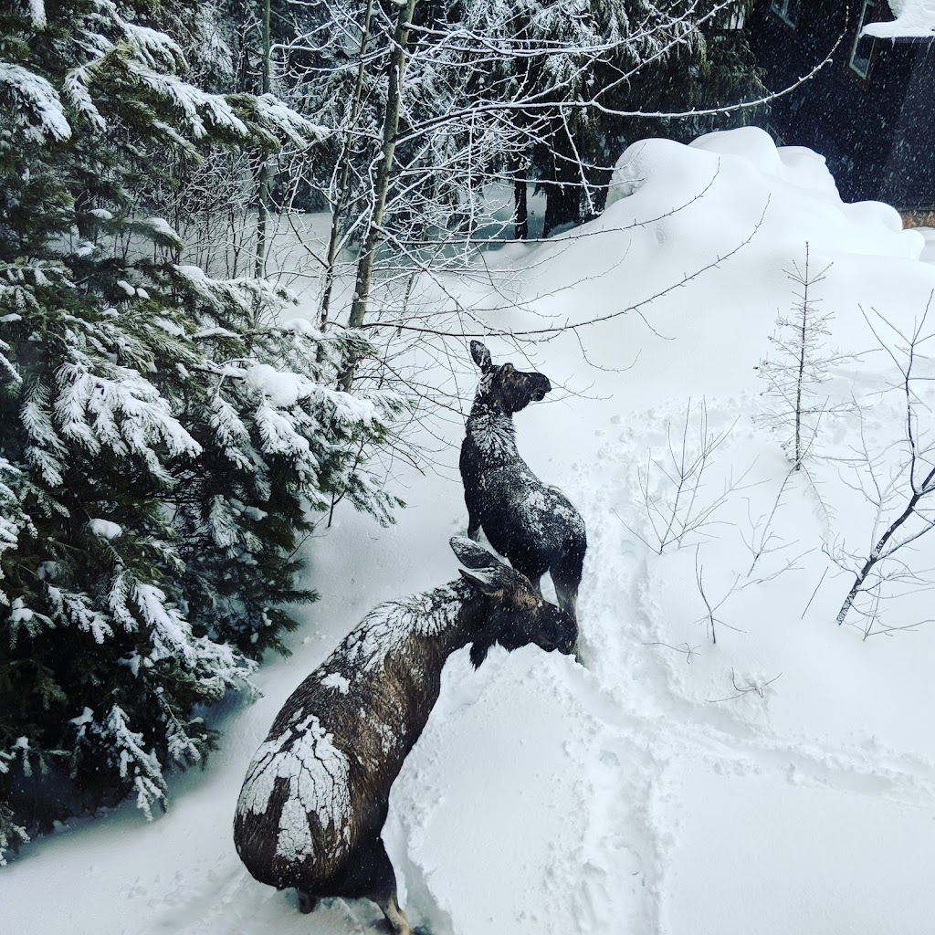 Alpine Lodge | 5291 Highline Dr, Fernie, BC V0B 1M6, Canada | Phone: (250) 423-4237