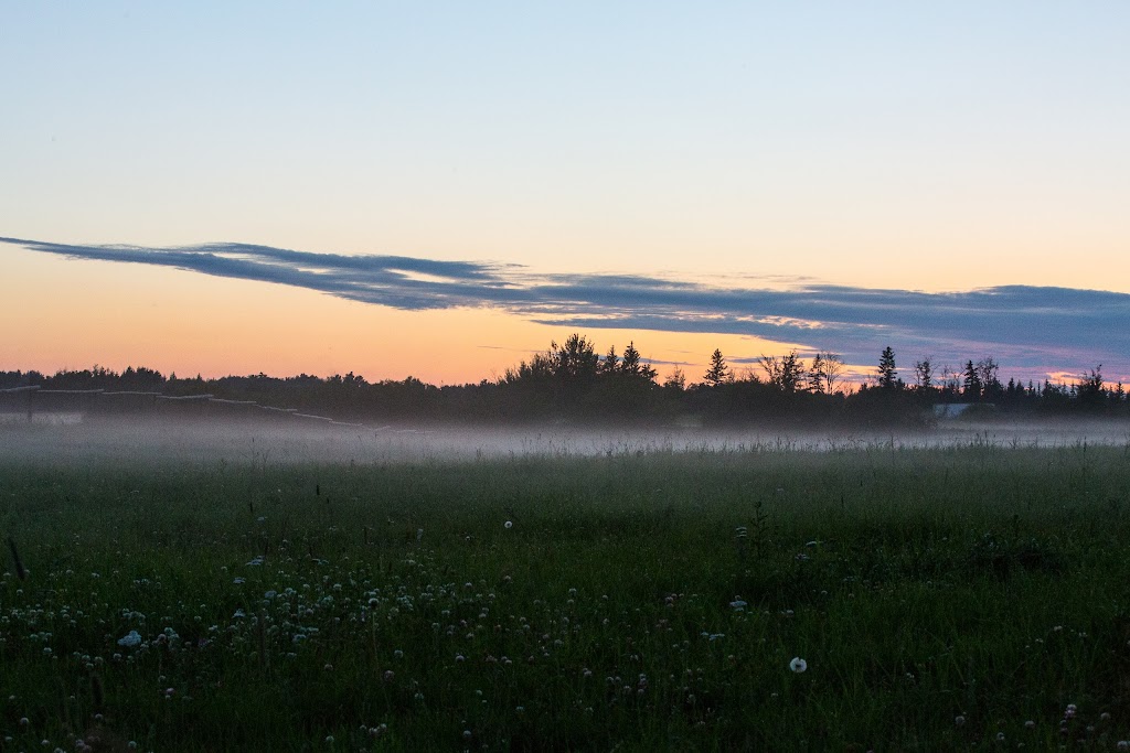 Saddle Creek Ranch Ltd | 22347 Wye Rd, Sherwood Park, AB T8C 1H7, Canada | Phone: (780) 907-9577