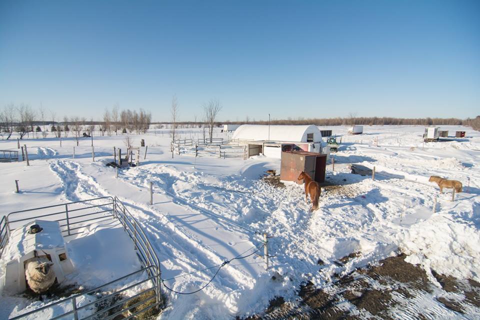 Écurie de la Vieille Maison | 1847 Rang Saint-Édouard, Saint-Simon-de-Bagot, QC J0H 1Y0, Canada | Phone: (450) 518-0893