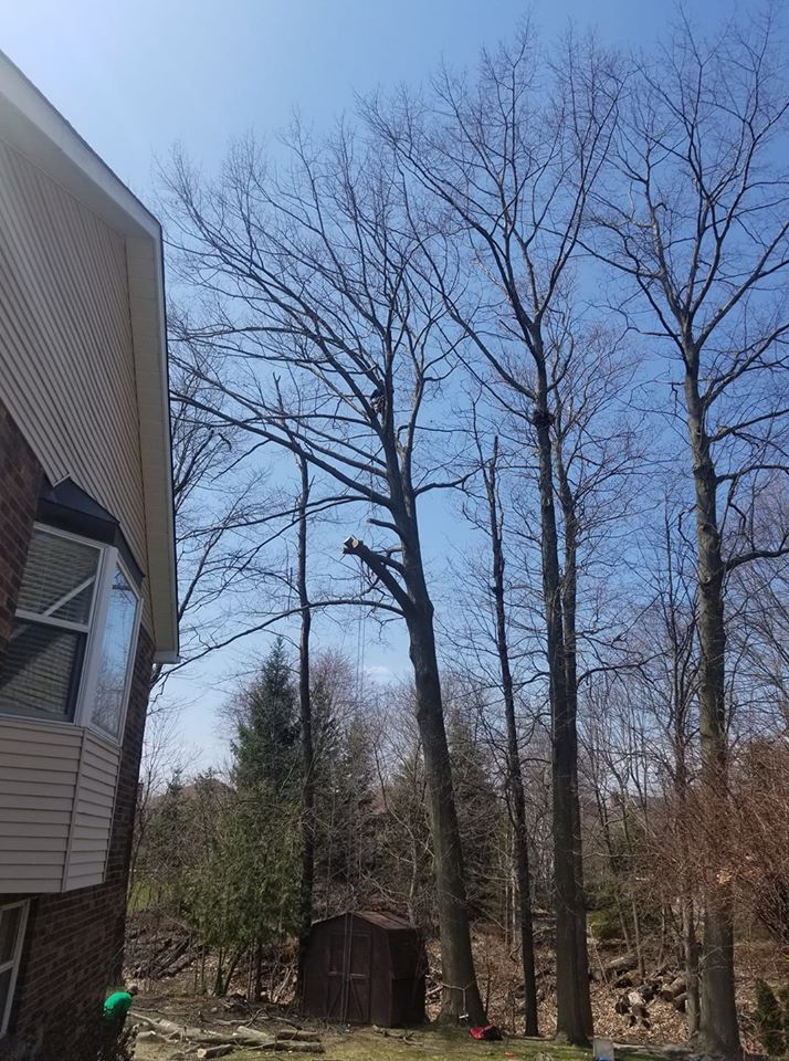 Branches Tree Service | 3165 Lambs Rd, Bowmanville, ON L1C 6J7, Canada | Phone: (905) 432-1422