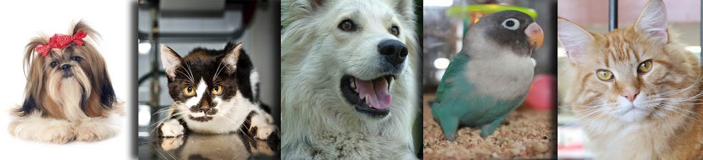 Animalerie Chico | 5965 Boulevard Jean-XXIII, Trois-Rivières, QC G8Z 4N8, Canada | Phone: (819) 374-6464