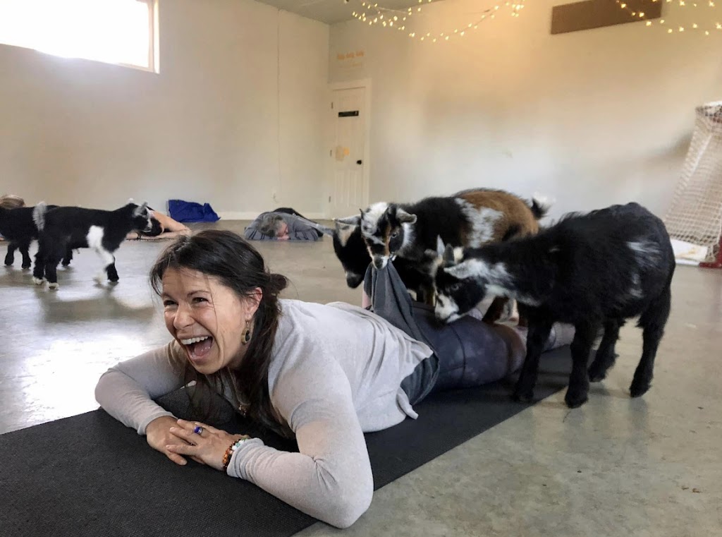 Barnyard Party Animals | 2065 Miracle Beach Dr, Black Creek, BC V9J 1K3, Canada | Phone: (250) 202-8087