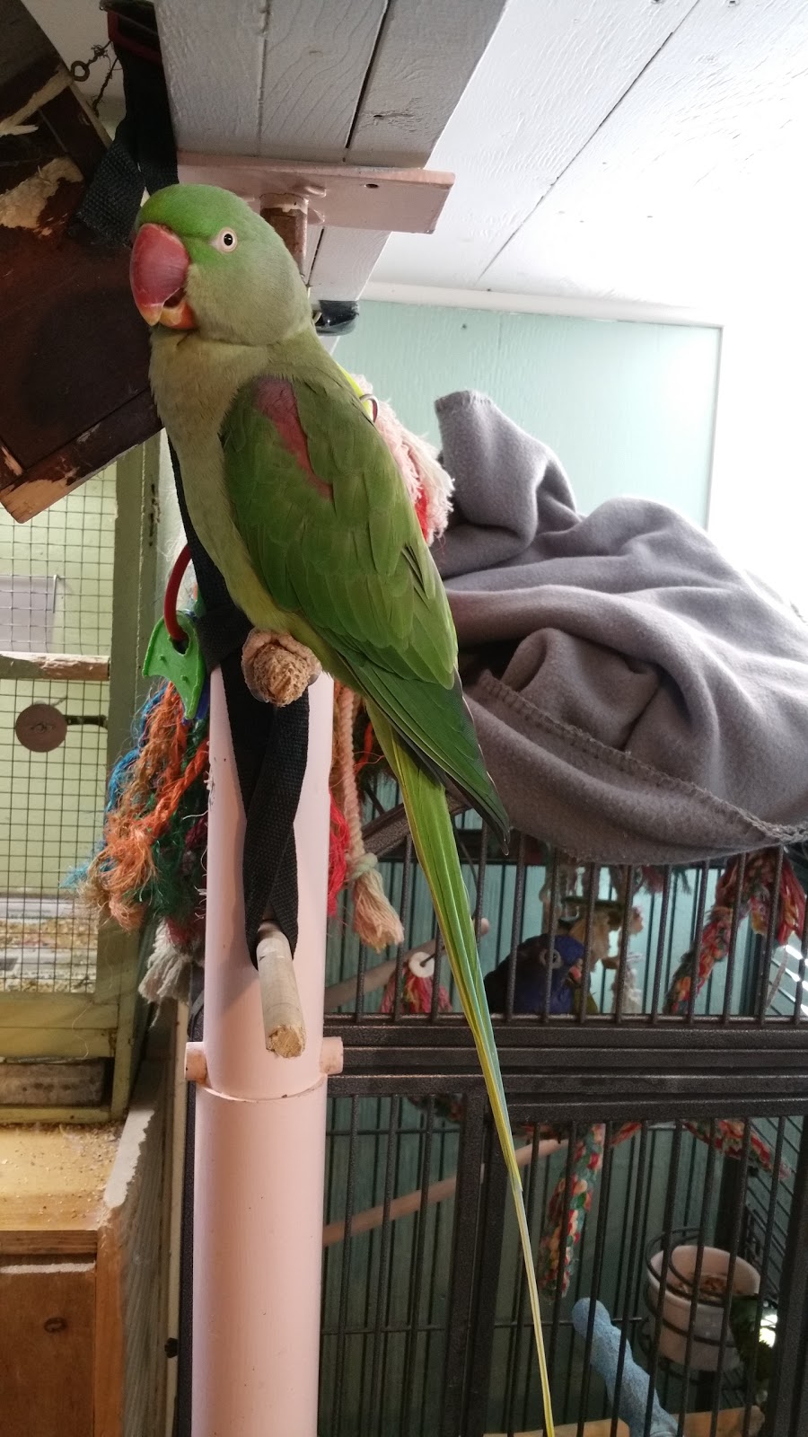 Sudbury BIRD House | 166 St Joseph St, Sudbury, ON P3B 2R1, Canada | Phone: (705) 677-8932