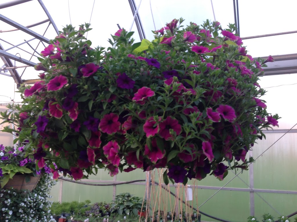 Country Road Greenhouses | 52043 Range Rd 231, Sherwood Park, AB T8B 1A2, Canada | Phone: (780) 467-5784