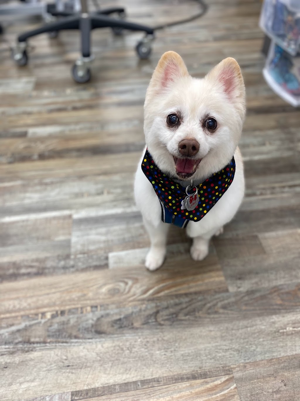 Lilo boutique pour animaux et toilettage | 400 Rue Notre-Dame, Repentigny, QC J6A 2T1, Canada | Phone: (450) 657-7575