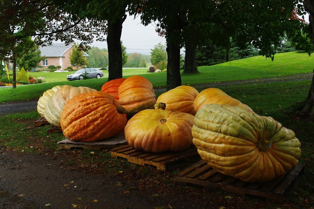Glad Gardens Family Farm Market & Greenhouses | 5108 Nova Scotia Trunk 1, Waterville, NS B0P 1V0, Canada | Phone: (902) 538-8688