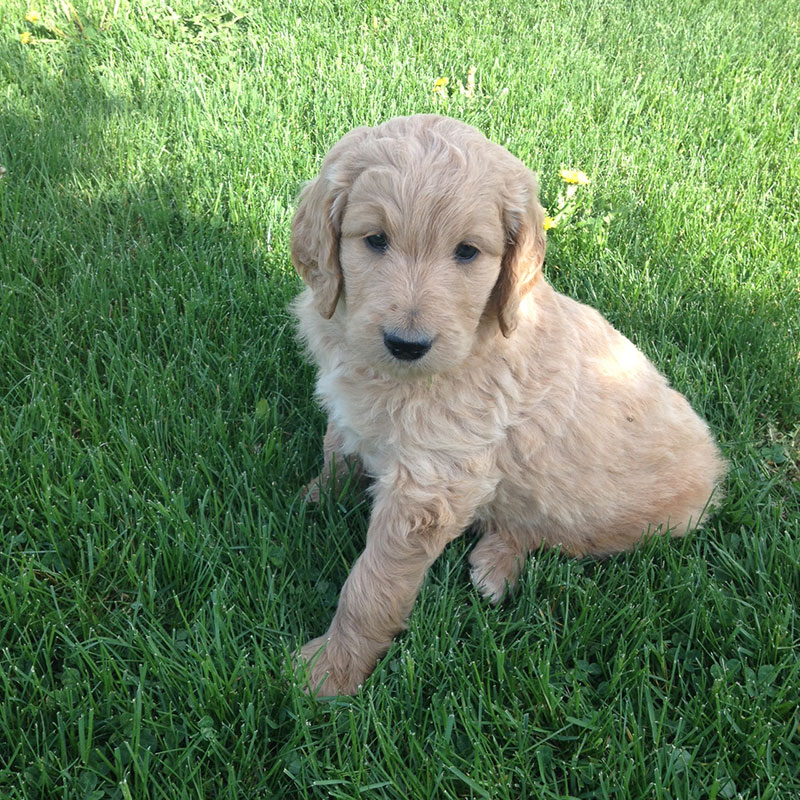 Cedar Echo Family Kennel | 1330 Hale School Rd, Florence, ON N0P 1R0, Canada | Phone: (519) 692-5027